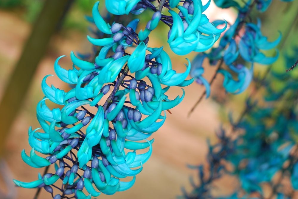 Strongylodon macrobotrys (Jade Vine) - Ladybird Nursery