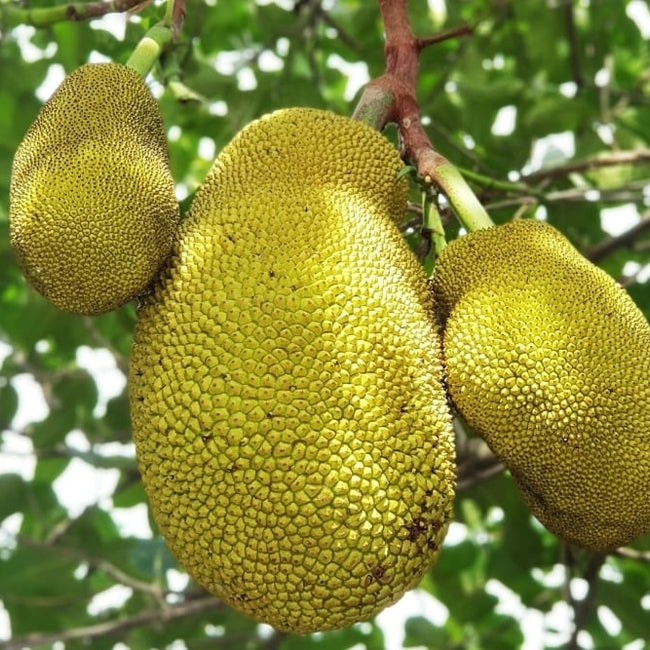 Jakfruit Crisp Seedling