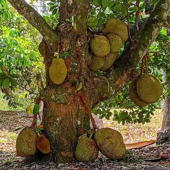 Jackfruit Elite Seedling - Ladybird Nursery
