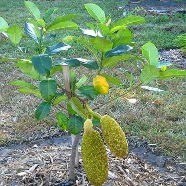 Jakfruit Yullatin - Ladybird Nursery