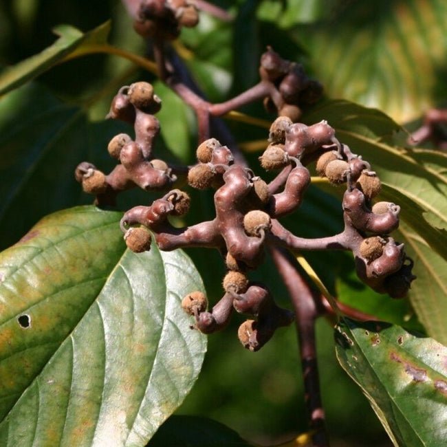 Japanese Raisin - Ladybird Nursery