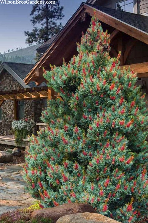 Japanese White Pine Bergman (Pinus parviflora) - Ladybird Nursery