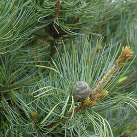 Japanese White Pine ‘Ibo‑can’ (Pinus parviflora)