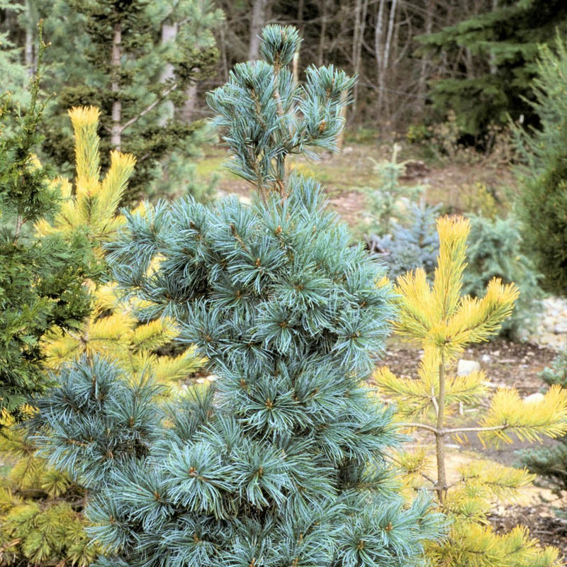 Japanese White Pine ‘Ibo‑can’ (Pinus parviflora) - Ladybird Nursery