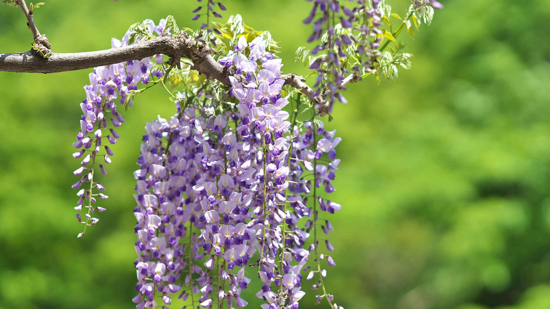 Japanese Wisteria (Wisteria floribunda) - Ladybird Nursery