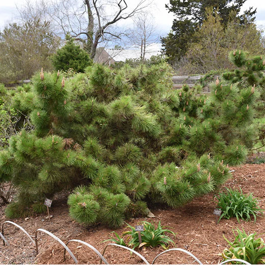 Japanese Black Pine 'Yatsabusa' (Pinus thunbergii)