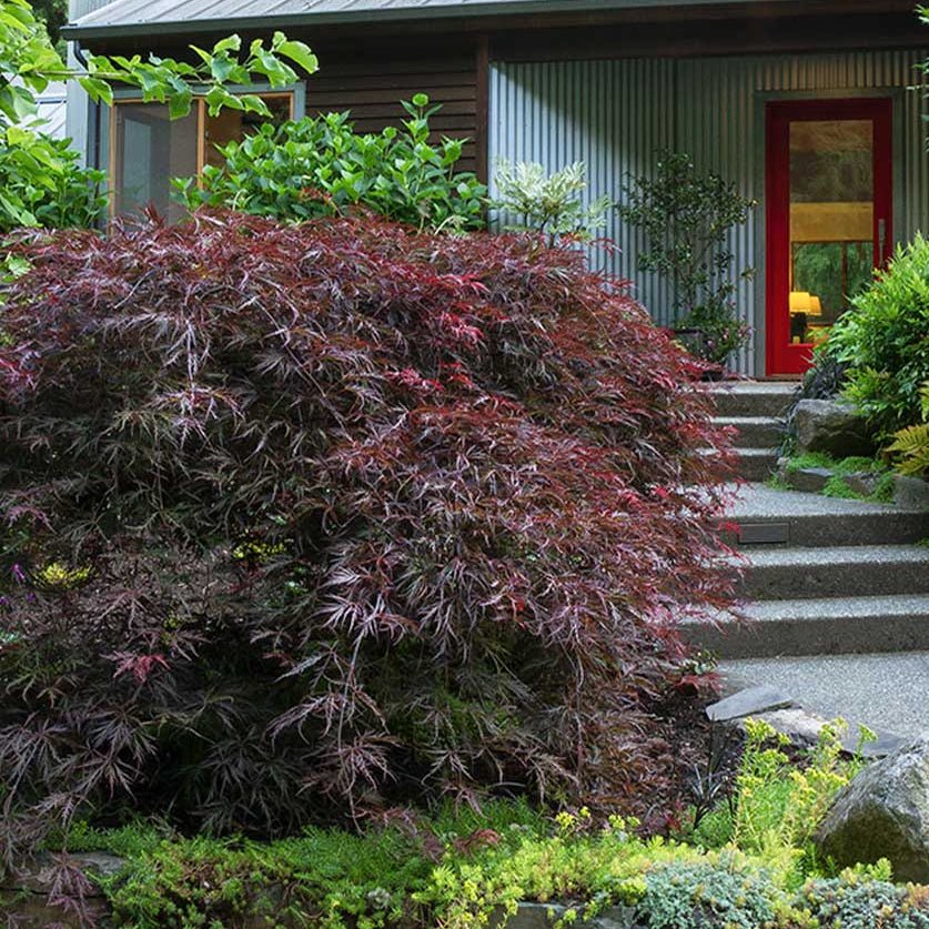 Japanese Maple 'Tamukeyama' (Acer palmatum) - Large - Ladybird Nursery