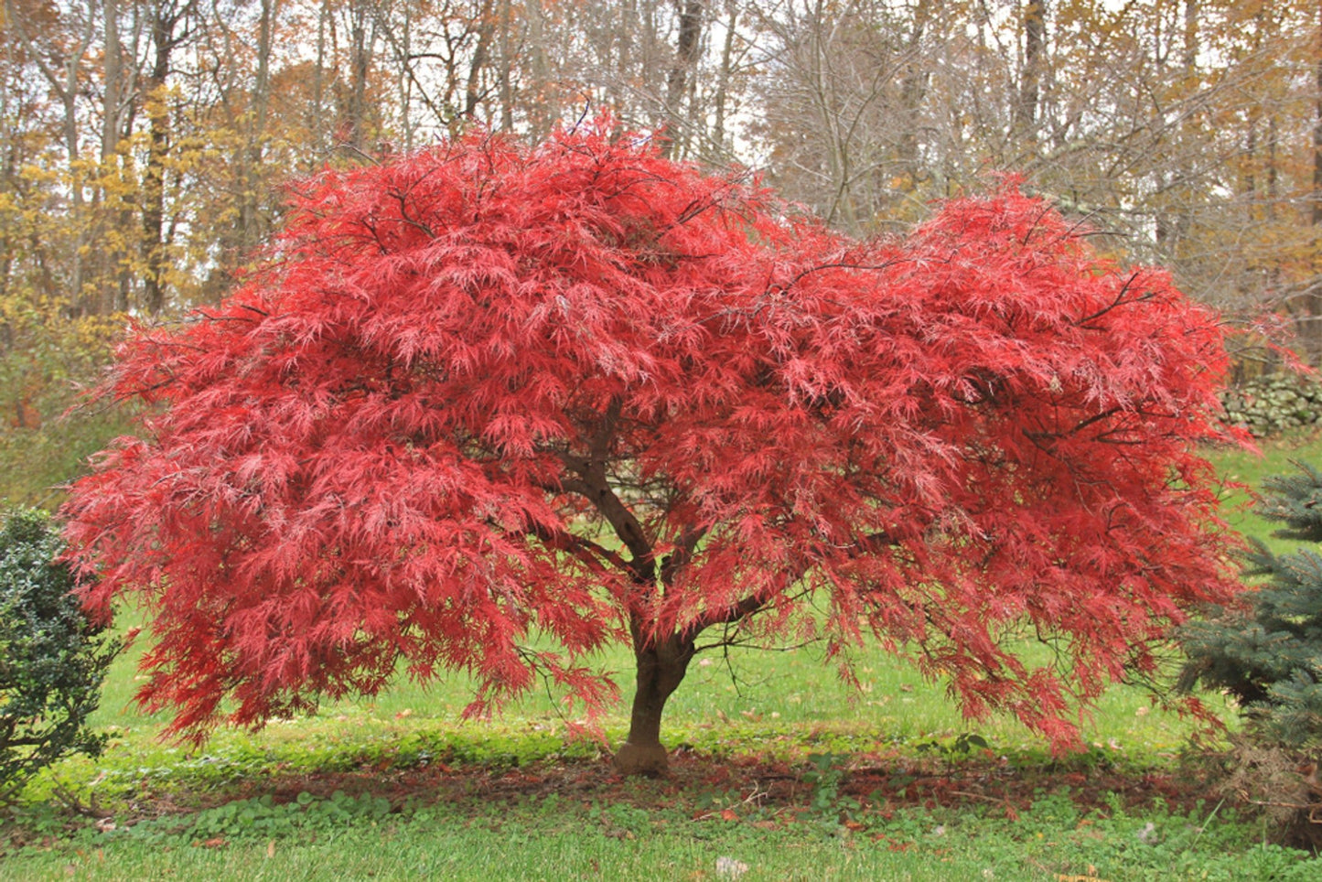 Japanese Maple Bonfire (Acer palmatum) - Ladybird Nursery