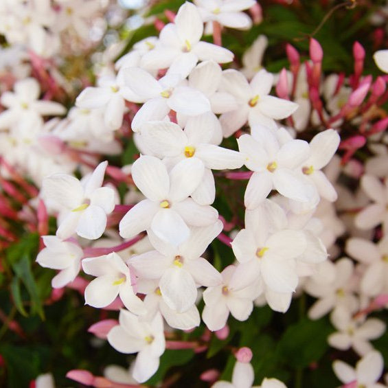 Jasmine Polyanthum - Ladybird Nursery