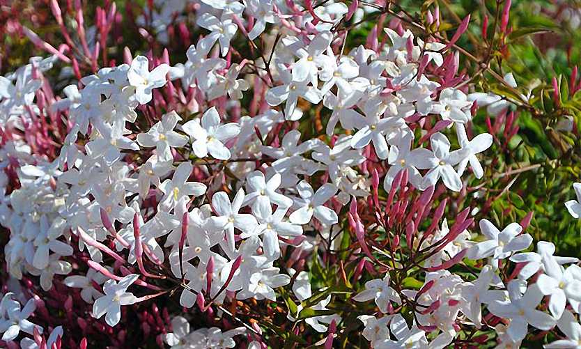 Jasmine Polyanthum - Ladybird Nursery