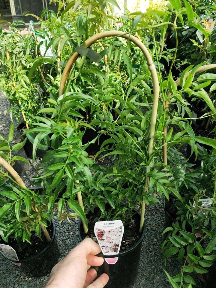 Jasmine with bamboo Arch