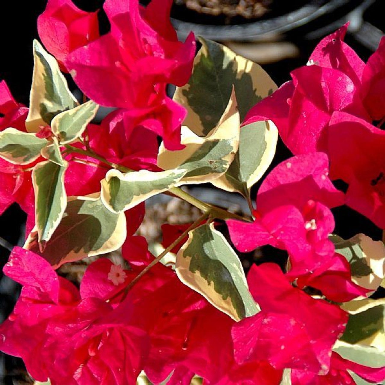 Jezebel Bougainvillea (Bougainvillea Bambino™) - Ladybird Nursery