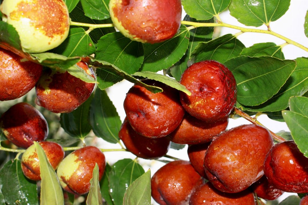 Jujube 'Li'
