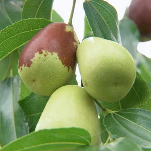 Jujube 'Ta-Jan'