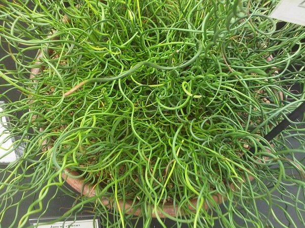 Corkscrew Rush Spiralis (Juncus effusus) - Ladybird Nursery