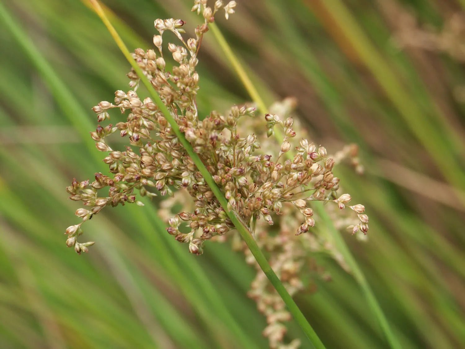 Common Rush (Juncus usitatus) - Ladybird Nursery