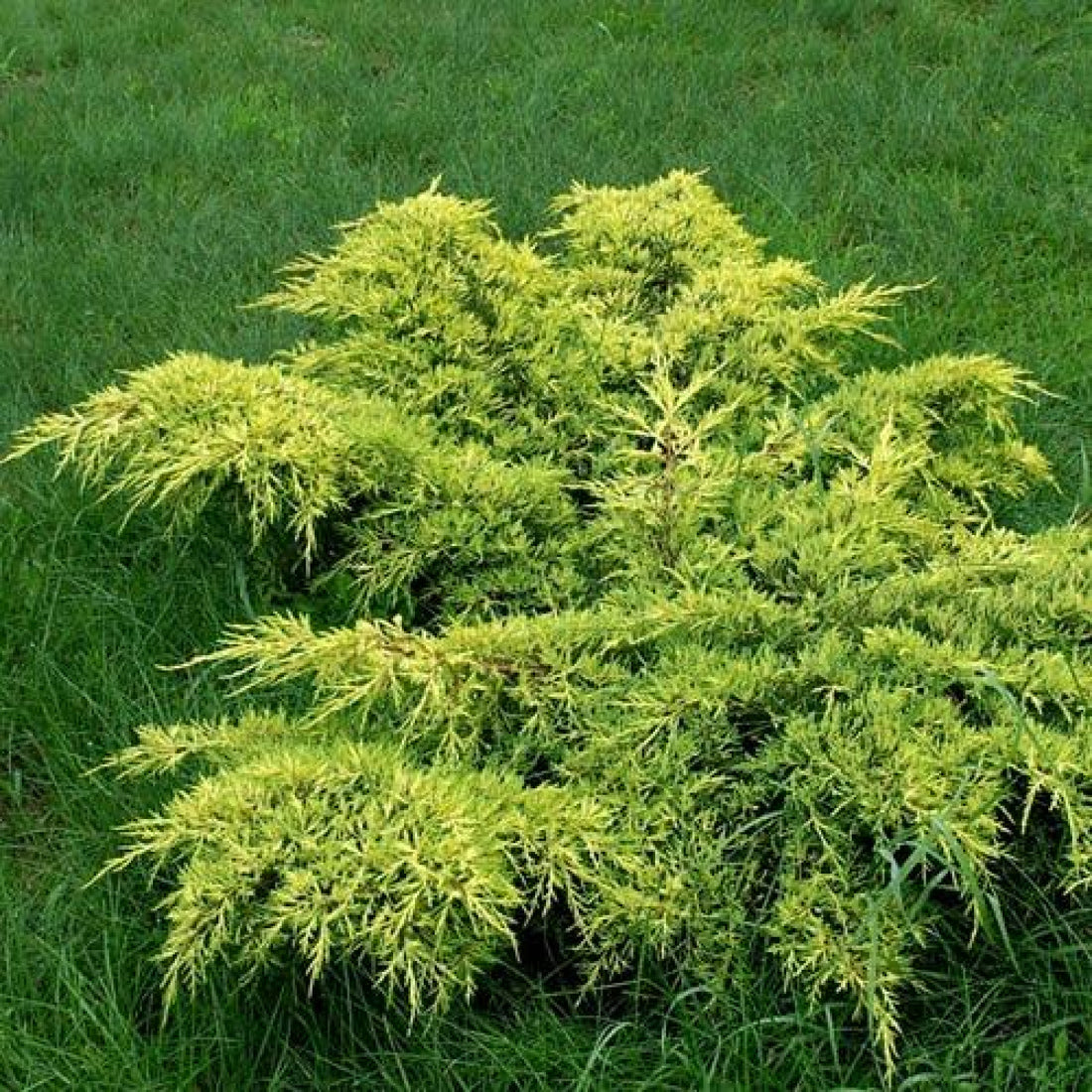 Chinese Juniper Gold Star (Juniperus chinensis) - Ladybird Nursery