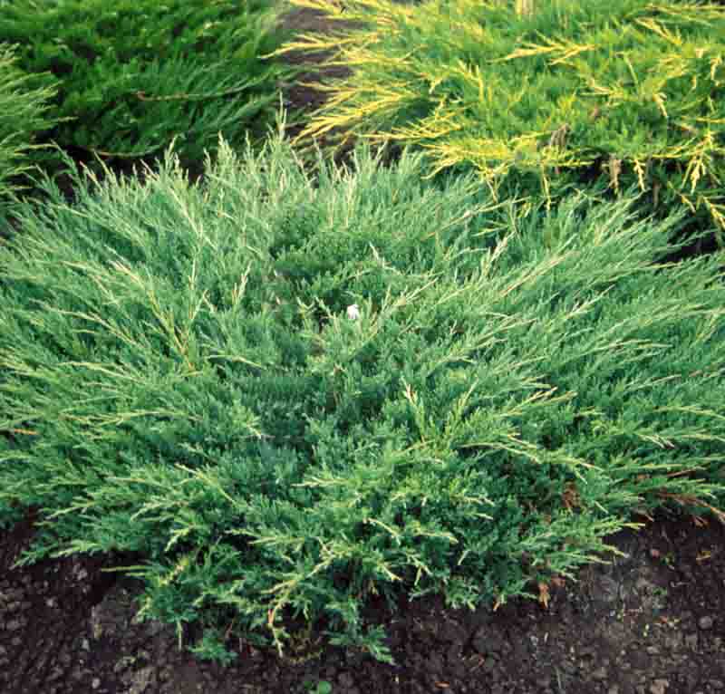 Creeping Juniper Andorra Compact (Juniperus horizontalis) - Ladybird Nursery