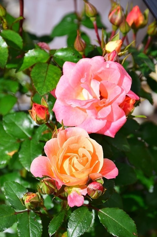 Rose 'DRIFT® Peach' - Ladybird Nursery