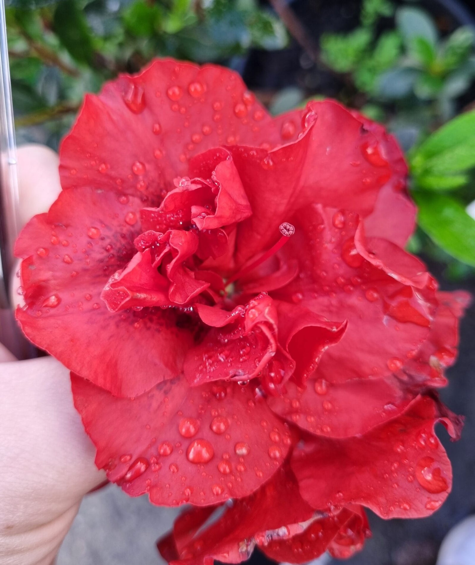 Azalea Dr Koester - Ladybird Nursery