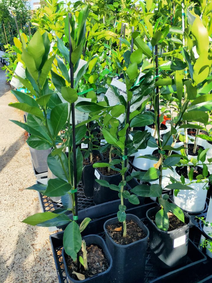Kaffir Lime (QLD Only) - Ladybird Nursery
