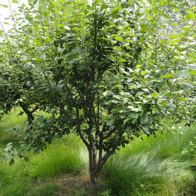 Kaffir Plum - Ladybird Nursery
