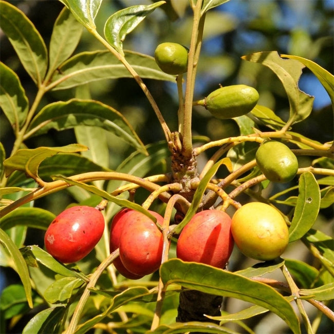 Kaffir Plum
