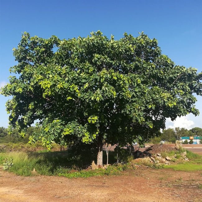 Kakadu Plum - Ladybird Nursery