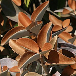 Kalanchoe ‘Copper Spoons’ - Ladybird Nursery
