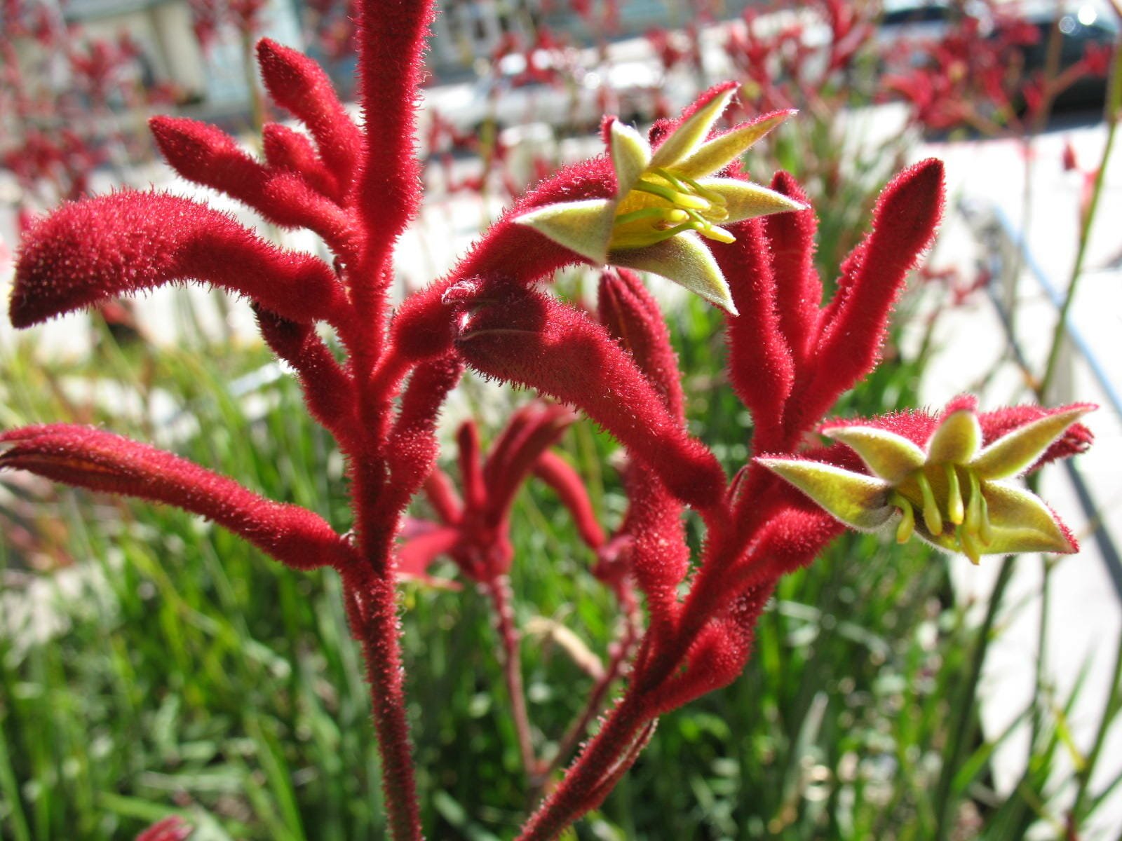 Kangaroo Paw 'Big Red' (Anigozanthos) - Ladybird Nursery