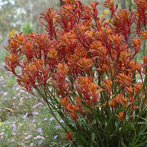 Kangaroo Paw 'Bush Blitz' (Anigozanthos) - Ladybird Nursery