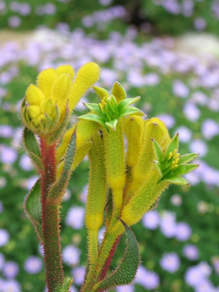 Kangaroo Paw 'Bush Bonanza' (Anigozanthos) - Ladybird Nursery
