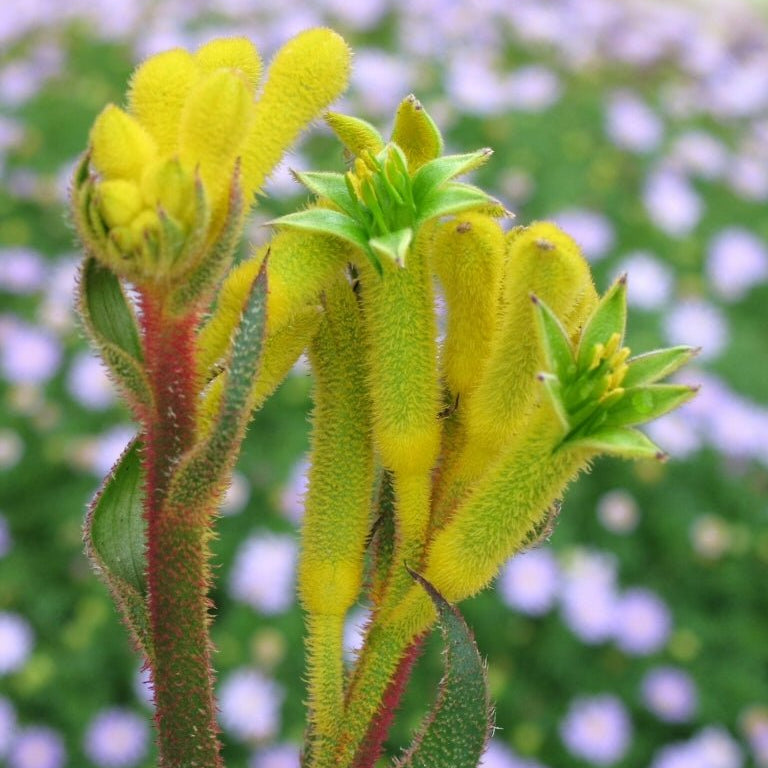 Kangaroo Paw 'Bush Bonanza' (Anigozanthos) - Ladybird Nursery