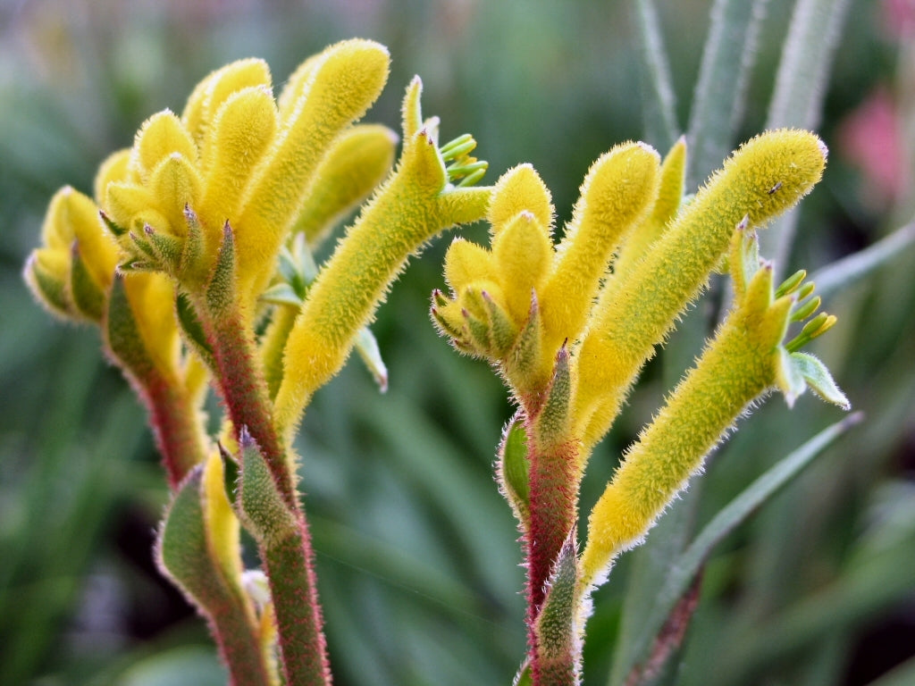 Green Kangaroo Paw(Anigozanthos hybrid KPAUSP)