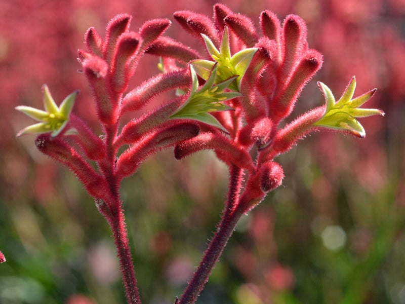 Kangaroo Paw Bush Crystal (Anigozanthos)