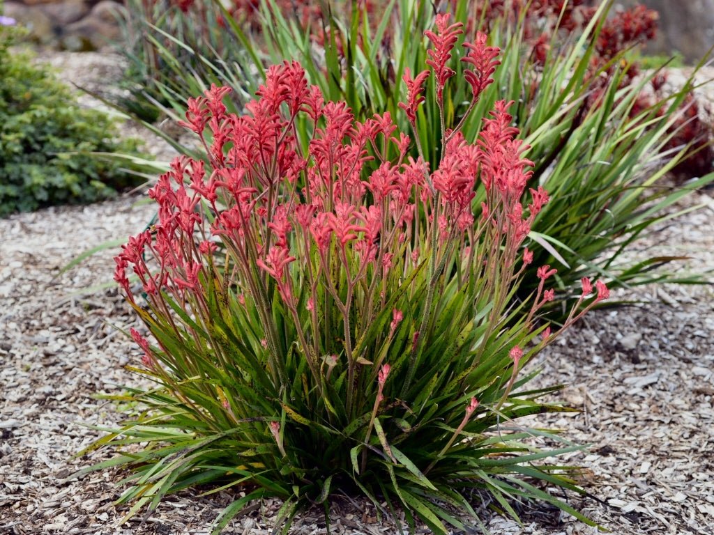 Kangaroo Paw 'Bush Crystal' (Anigozanthos) - Ladybird Nursery