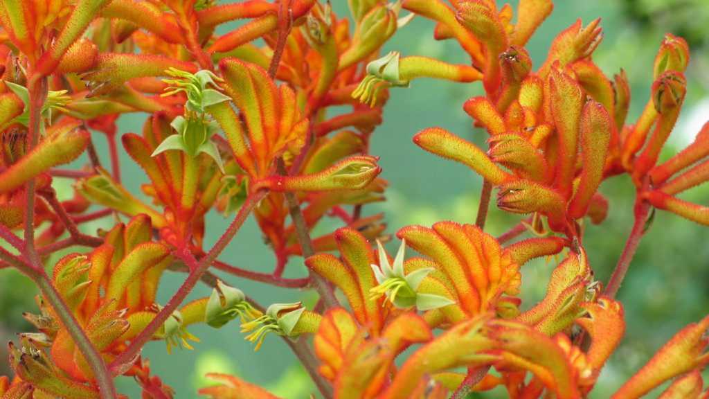 Kangaroo Paw 'Bush Fire' (Anigozanthos)