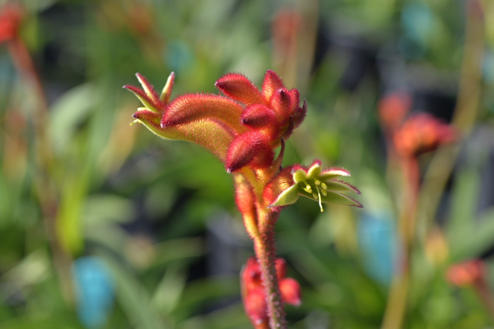 Kangaroo Paw 'Bush Flare' (Anigozanthos) - Ladybird Nursery