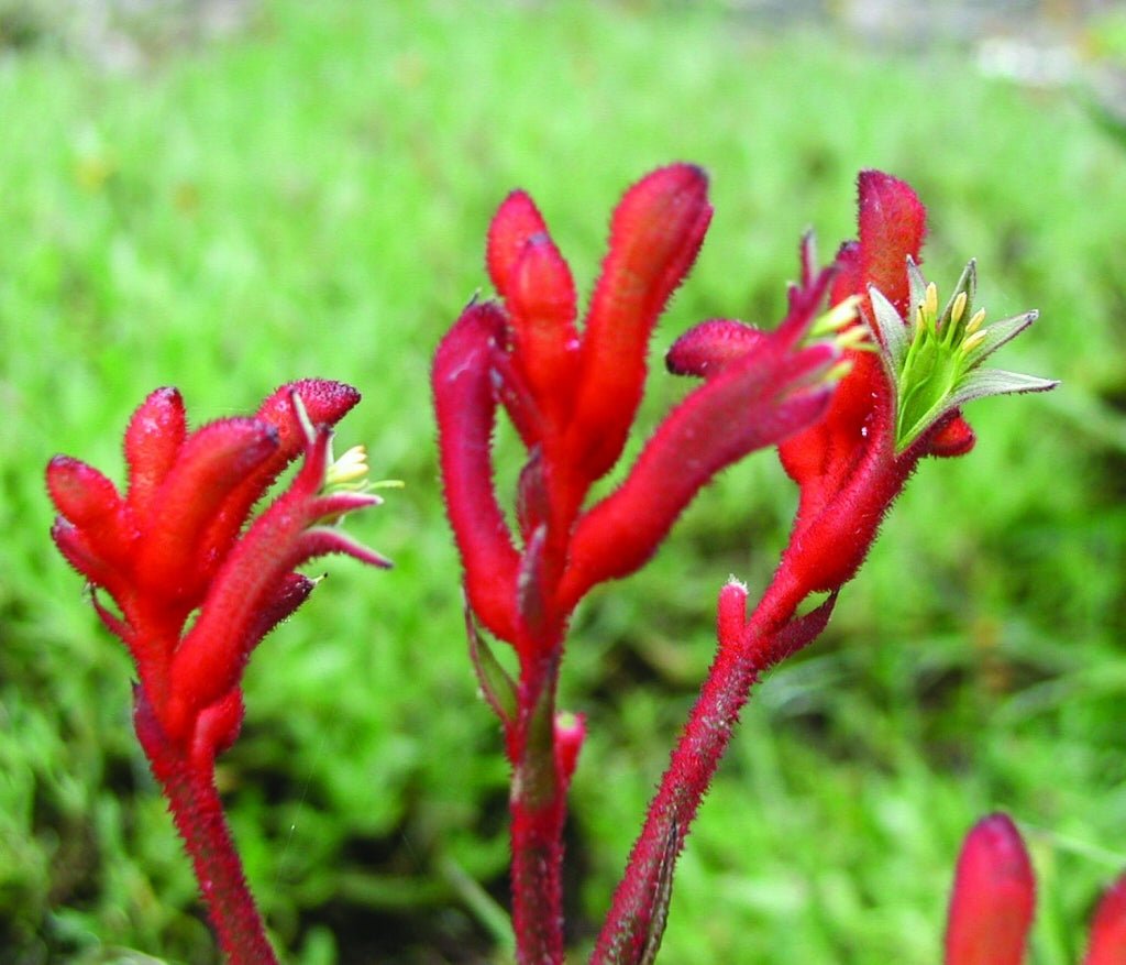 Kangaroo Paw 'Bush Inferno' (Anigozanthos) - Ladybird Nursery