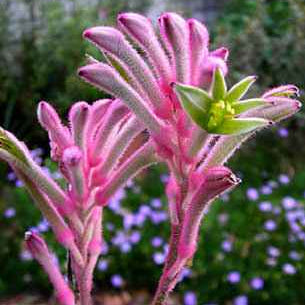 Kangaroo Paw 'Bush Pearl' (Anigozanthos) - Ladybird Nursery
