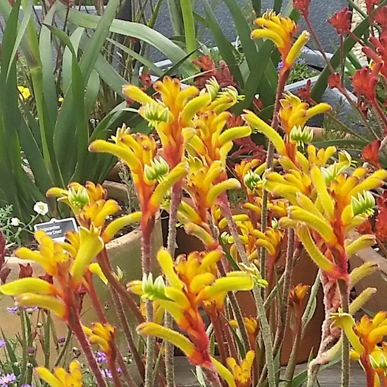 Kangaroo Paw 'Bush Tenacity' (Anigozanthos) - Ladybird Nursery