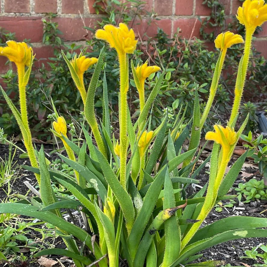 Kangaroo Paw 'Bush Zest' (Anigozanthos) - Ladybird Nursery