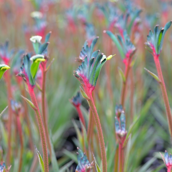 Kangaroo Paw Celebrations Fireworks (Anigozanthos)