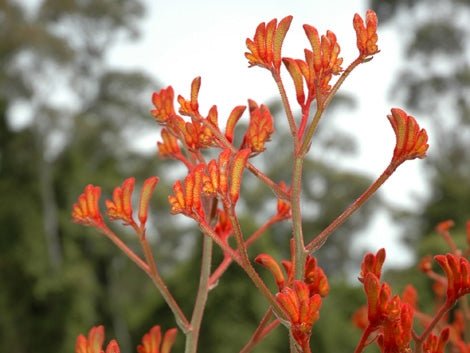 Kangaroo Paw 'Landscape Tangerine' (Anigozanthos) - Ladybird Nursery