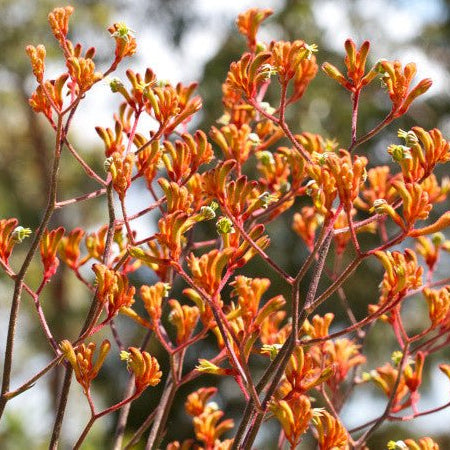 Kangaroo Paw 'Orange Cross' (Anigozanthos) - Ladybird Nursery
