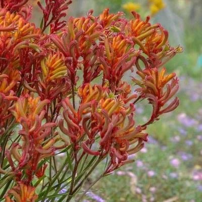 Kangaroo Paw 'Tango' (Anigozanthos) - Ladybird Nursery