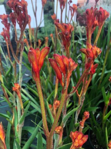 Kangaroo Paw 'Tango' (Anigozanthos) - Ladybird Nursery