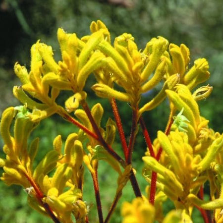 Kangaroo Paw 'Yellow Gem' (Anigozanthos) - Ladybird Nursery