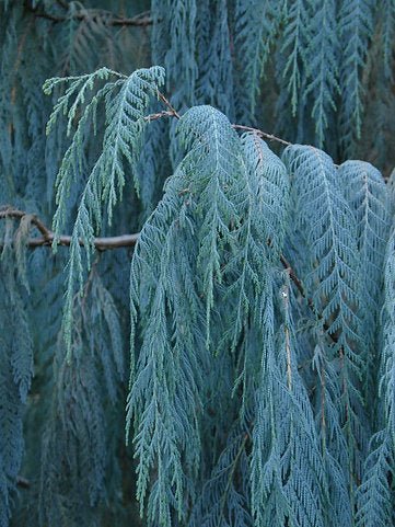 Kashmir Cypress Blue Cascade (Cupressus cashmeriana) - Ladybird Nursery