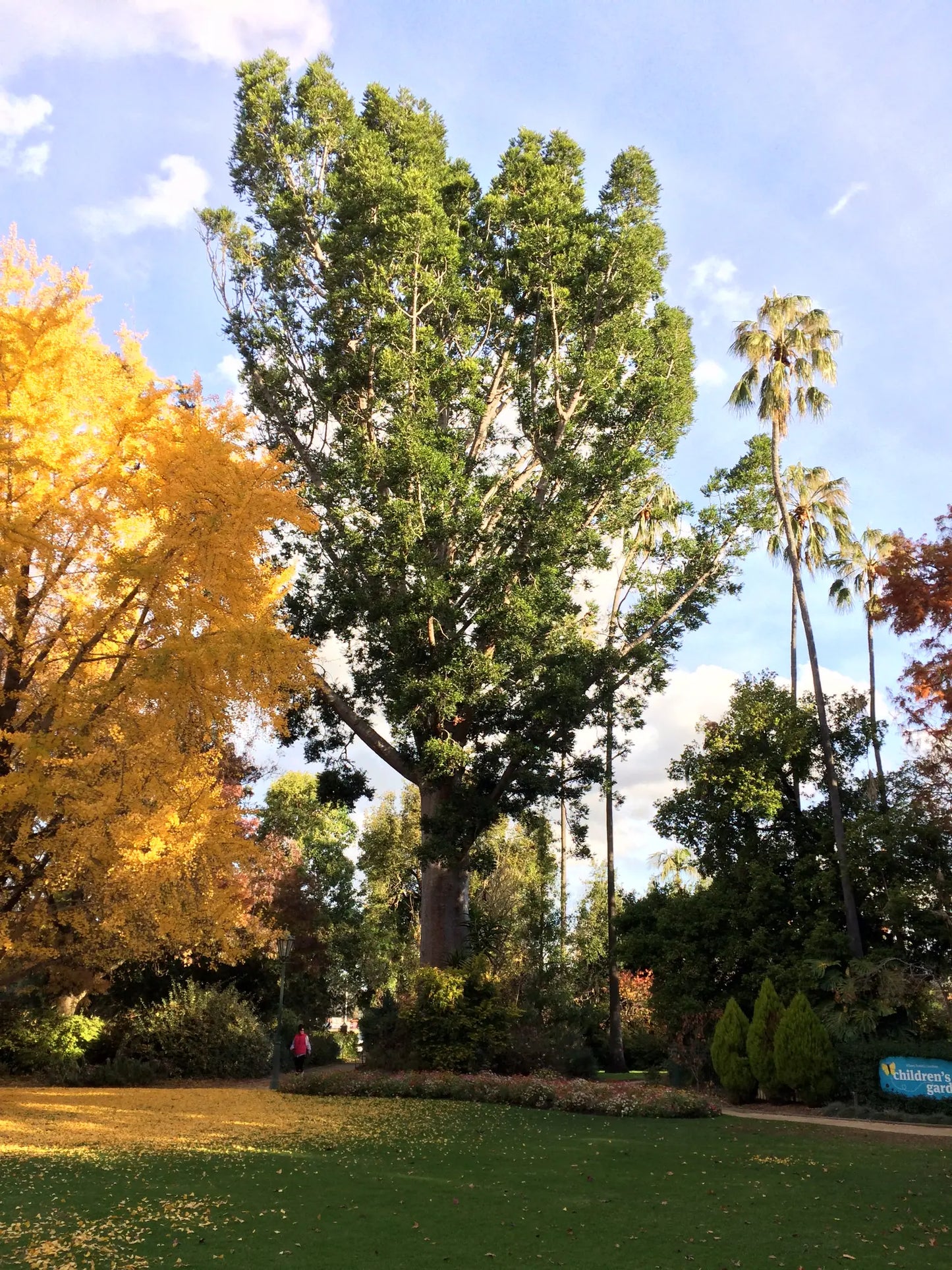 Kauri Pine (Agathis robusta) - Advanced